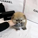 분당강아지분양 프렌즈독 | 분당 강아지분양 프렌치불독 분양 후기 – 헬스독 송파점에서 만난 특별한 인연