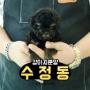 수정동농장 | 진주 수정동 강아지분양 ⭐켄넬 전문 분양⭐ 유앤미펫 김해점