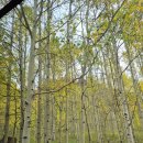 미국생활기-미국 최고의 가을풍경(보름달 추가) 이미지