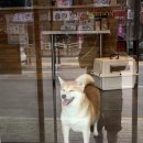 시바나라 이미지