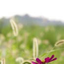 강아지풀 이미지