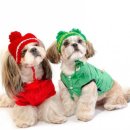 강남애견백화점 이미지