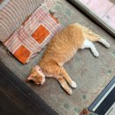 구구식탁 이미지