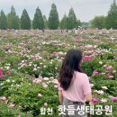 합천군 농업기술센터 | 합천 작약 실시간 개화 작약꽃밭 핫들생태공원 축제기간 주차장 후기