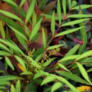 크로바 농원 이미지