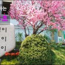 상명대부속초등학교 이미지