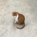 매직세탁하우스 | 처서매직이 있긴 있는 듯? 평온하고 잔잔한 일상 채우기 / 불당동 북하우스 갯벌의 조개 주차 가을맞이...