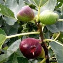 김광수 농장 이미지