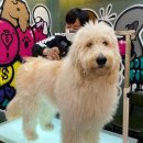 도그핏애견샵 이미지