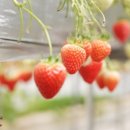 혜숙농장 이미지