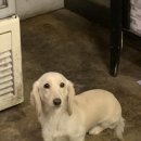 장미목장 이미지