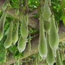 산야초-등나무 이미지
