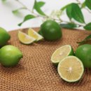 라임 이미지