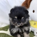 2023-0002 | 드림독찐분양후기가 계속 쌓이는 이유, 블랙탄포메라니안분양