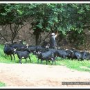 흑염소목장 이미지