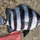 이호공원 이미지