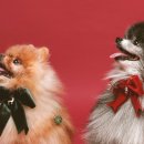 헬로우 독 이미지