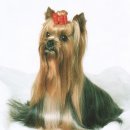 플러스동물병원 이미지