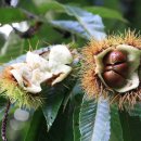 신례원초등학교 이미지