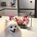 [수원 광교] 광교꽃집 &#39;꽃건네다&#39; 꽃 아크릴백 선물한 후기