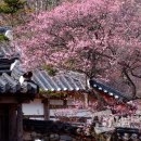 선암사 - 부산진구 부암3동 | 선암사