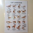 사바나 코쉬카 이미지