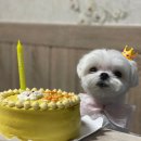 개이크 케이크 이미지