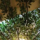 메디서울이비인후과의원 이미지