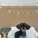 몽트루디 이미지