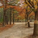 침벽공원 Daum카페