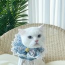 조아하멍 이미지