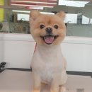 땡자네 묭실 이미지