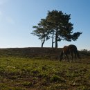 라온목장 이미지