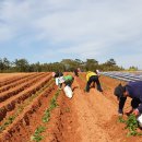 철수농장 이미지