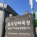 칠곡양떼목장 | 대구 근교 칠곡 양떼목장 아이와 먹이주기 후기와 방문 시간 꿀팁.