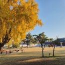 서울 법련사 노란 은행잎 이미지