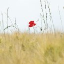 보리목장 이미지