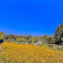 억새풀농장 | 볼만한곳 10월에 가기좋은 '수원탑동시민농장' 천일홍, 댑싸리, 메밀꽃, 억새풀, 황하코스모스 만개(+주차)