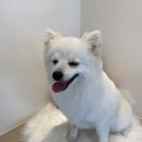 트리트멍트 이미지