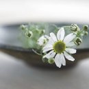 맑고 향기롭게 이미지