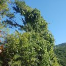 머루다래 이미지