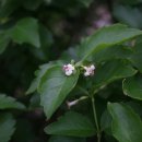 댕강 댕강 이미지