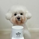 프랜드 펫 | 강아지 배변패드 실내방향제 추천 '모노아워 에어블룸 펫프렌들리 탈취제'