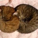 동글동글 이미지