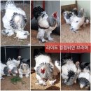 관상닭 브라마 종란 분양합니다 이미지