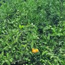 정진수농장 | 제주 빡빡이 정진수님 귤 농장 체험후기