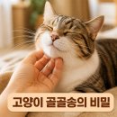 골골송