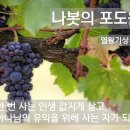 포도원 이미지