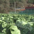 배추PC 이미지