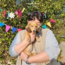 대전애견경매장 | [분양후기] 쉐이드 크림 장모닥스훈트 분양 후기 "시몬"